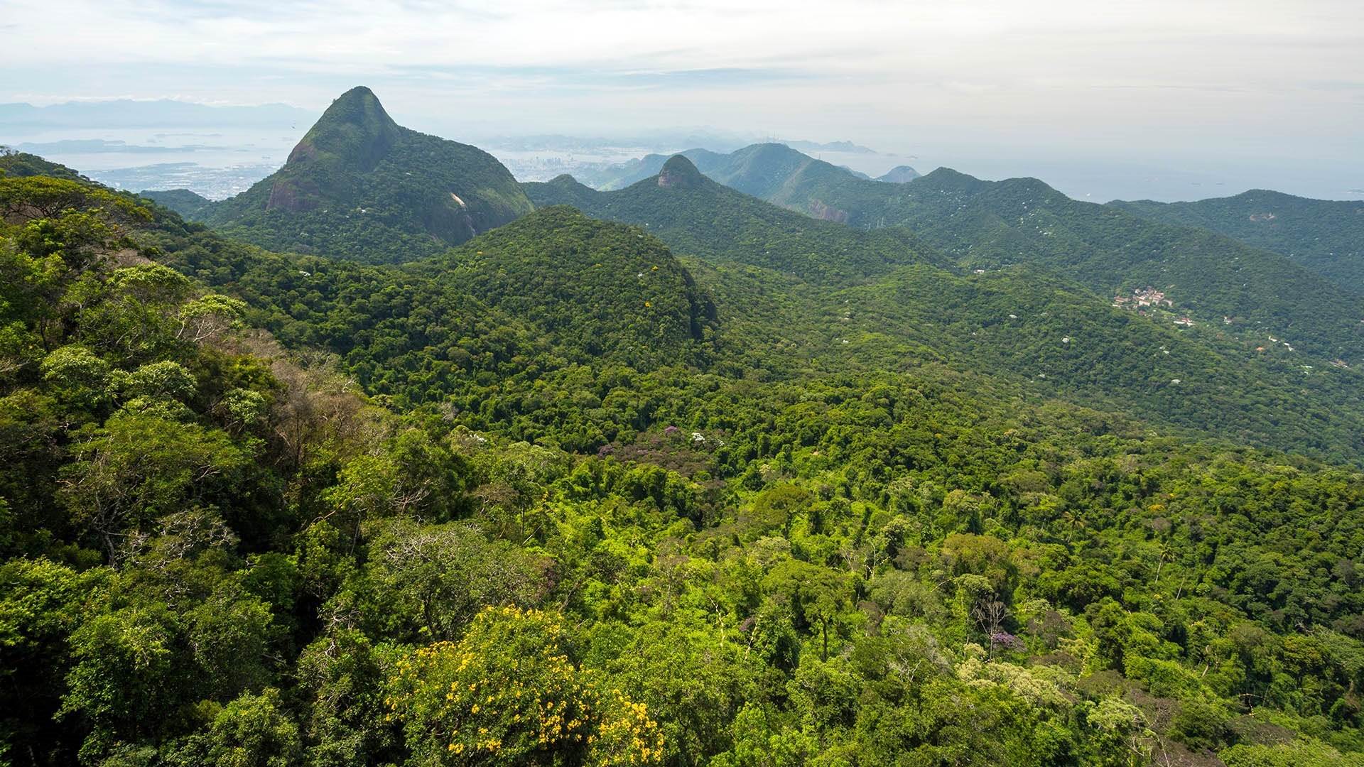 巴西，里约热内卢蒂茹卡国家森林公园